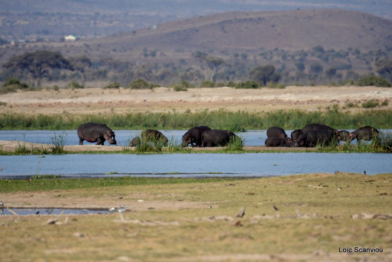 Hippopotame/Hippopotamus (4)
