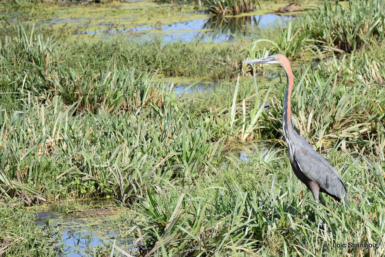 Héron Goliath/Goliath Heron (1)