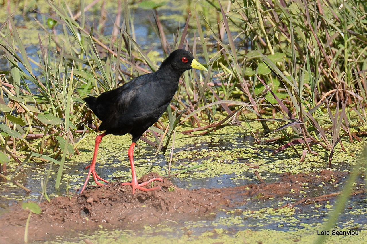 Râle à bec jaune/Black Crake (1)