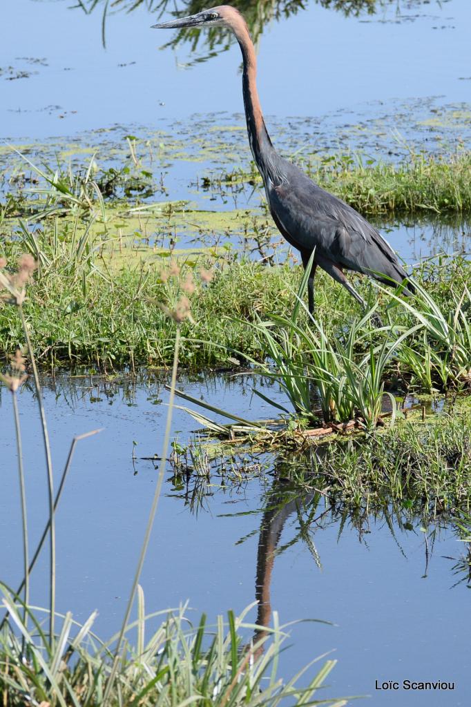 Héron Goliath/Goliath Heron (2)