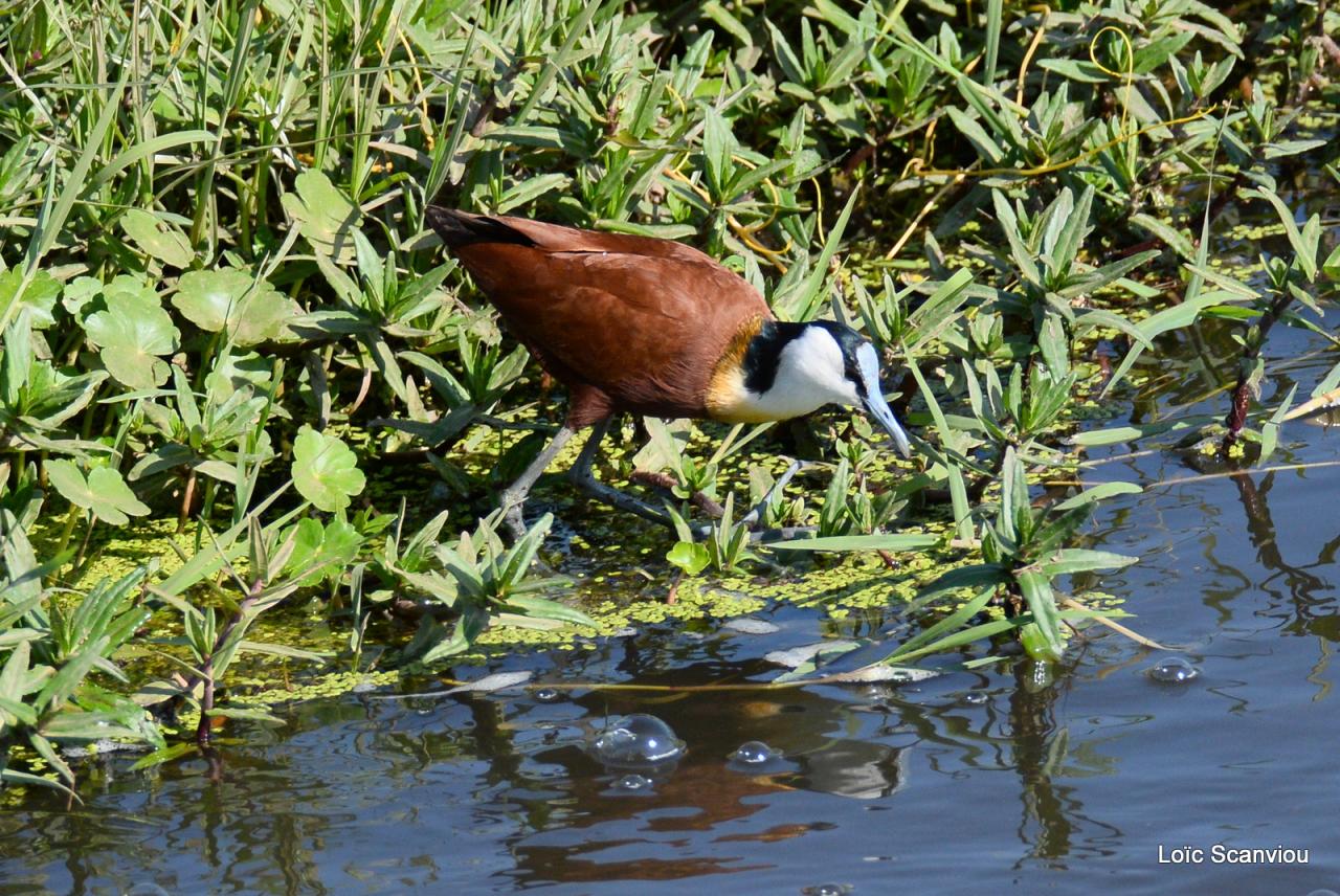 Jacana à poitrine dorée/African Jacana (1)