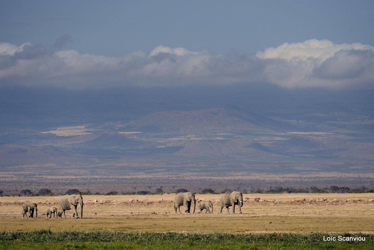 Eléphant (31)