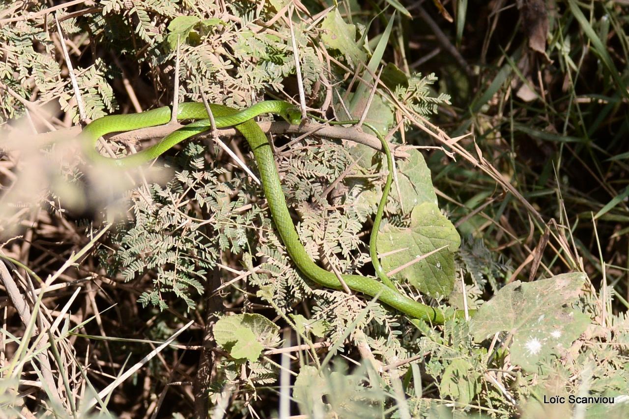 Serpent/Snake (2)