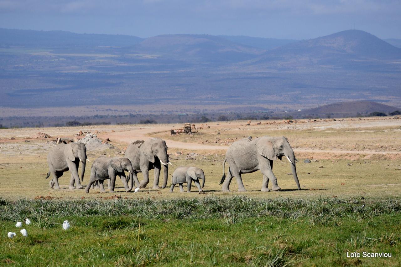 Eléphant (32)