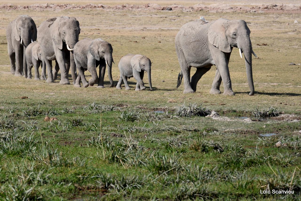 Eléphant (33)