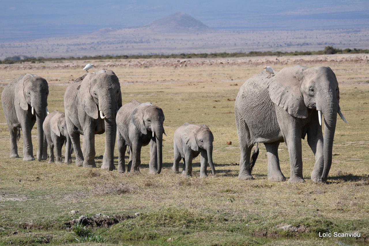 Eléphant (34)