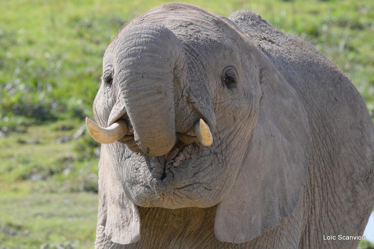 Eléphant (36)