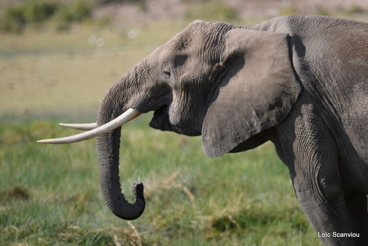 Eléphant (37)