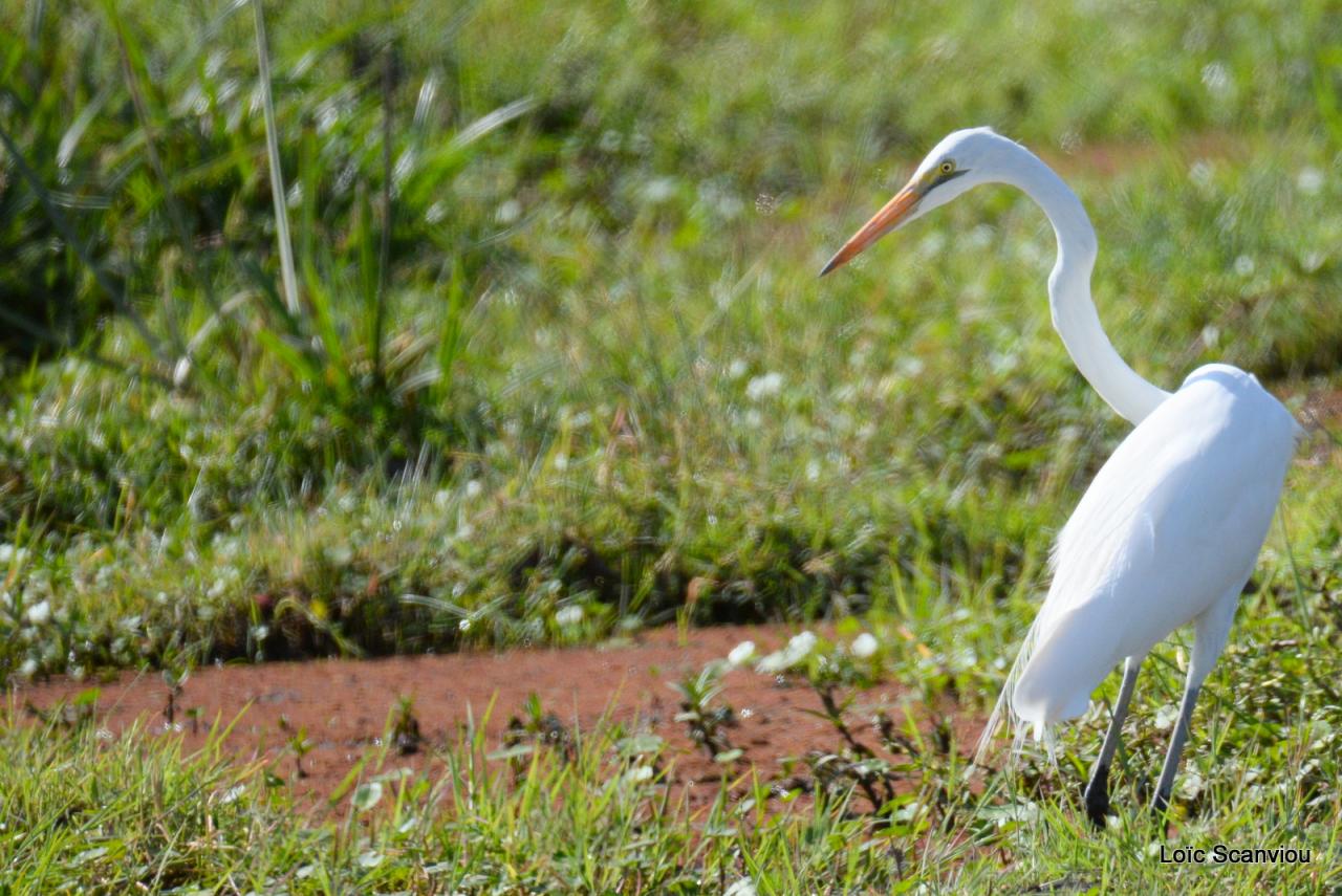 Aigrette/Egret (1)