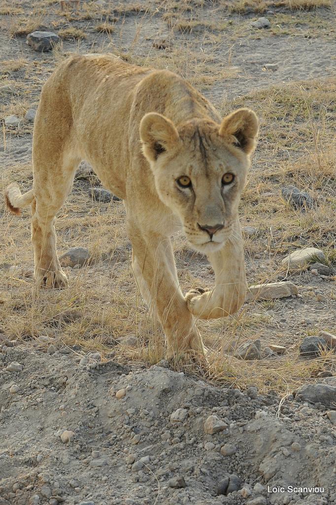 Lion (13)