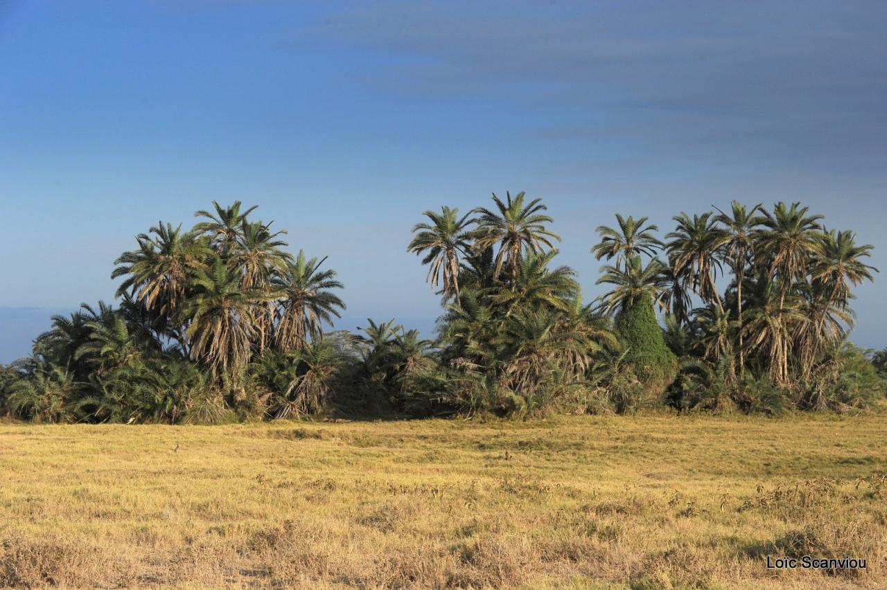 Amboseli (11)