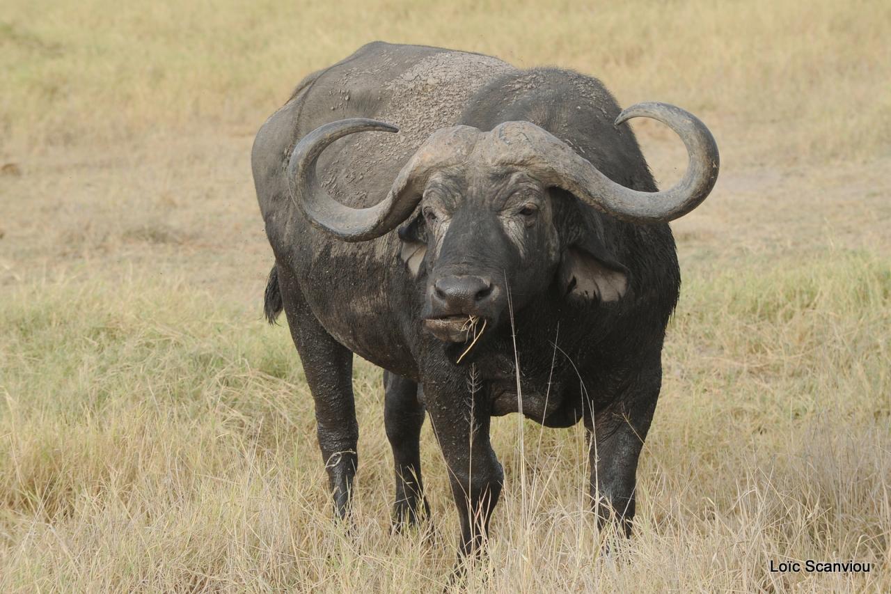 Buffle du Cap/Cape Buffalo (5)