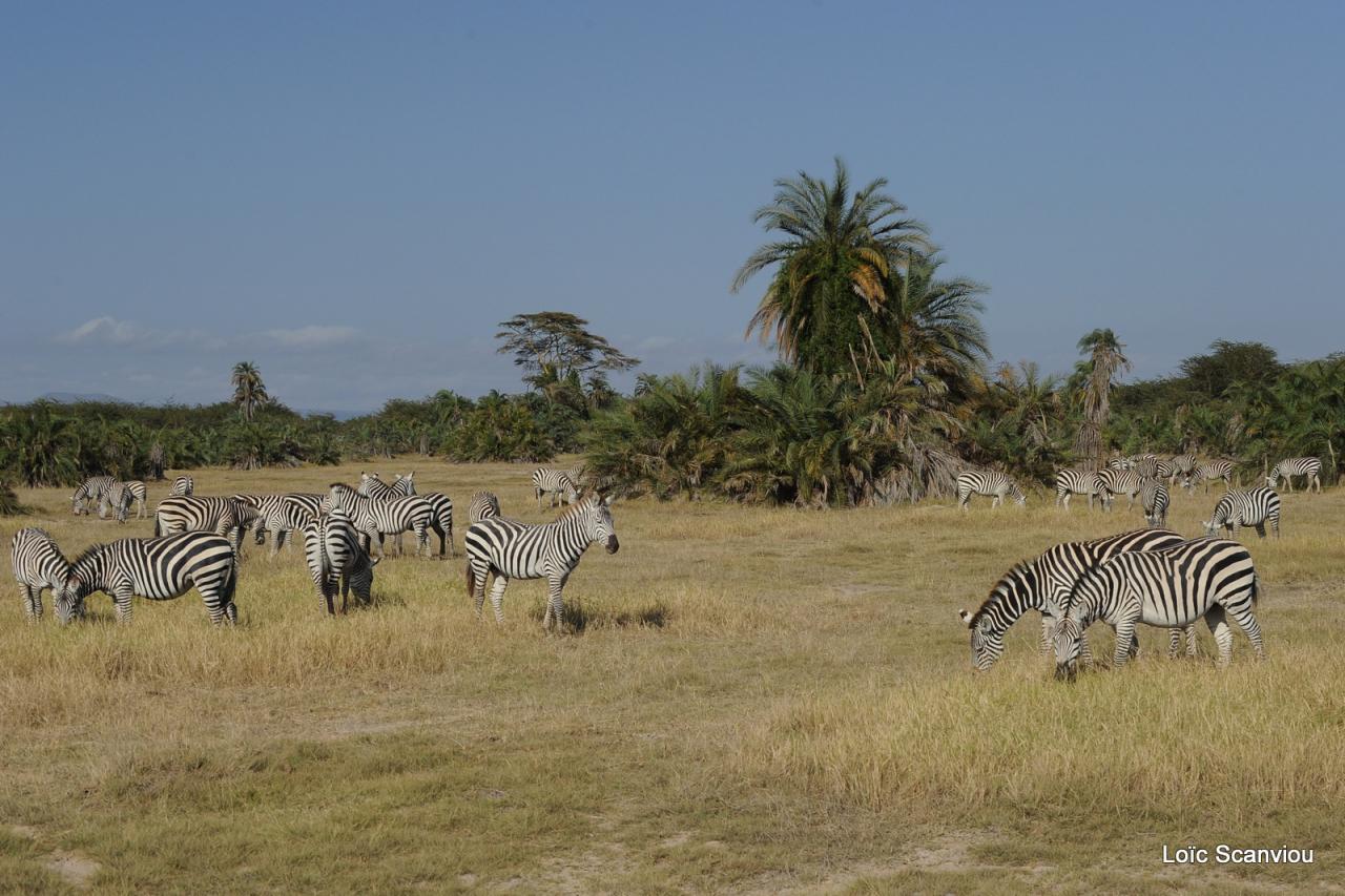 Zèbre/Zebra (24)