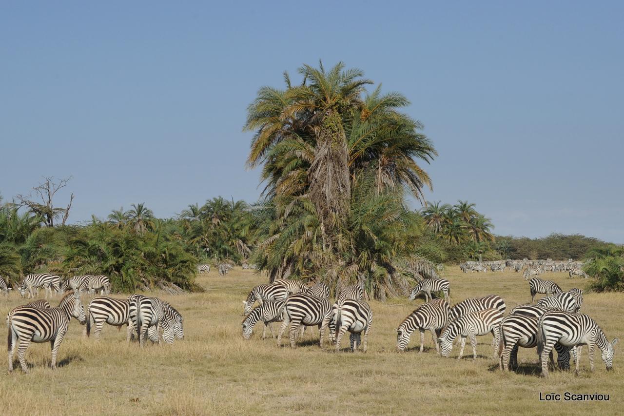 Zèbre/Zebra (25)