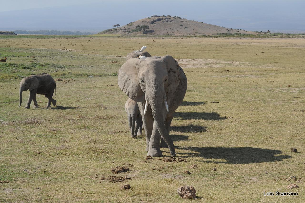 Eléphant (39)