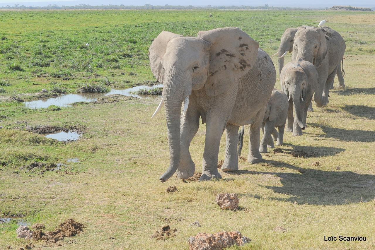 Eléphant (40)