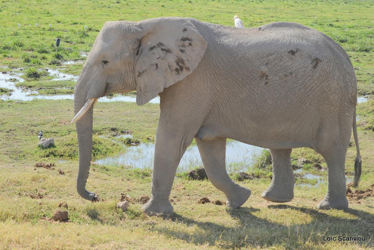 Eléphant (41)