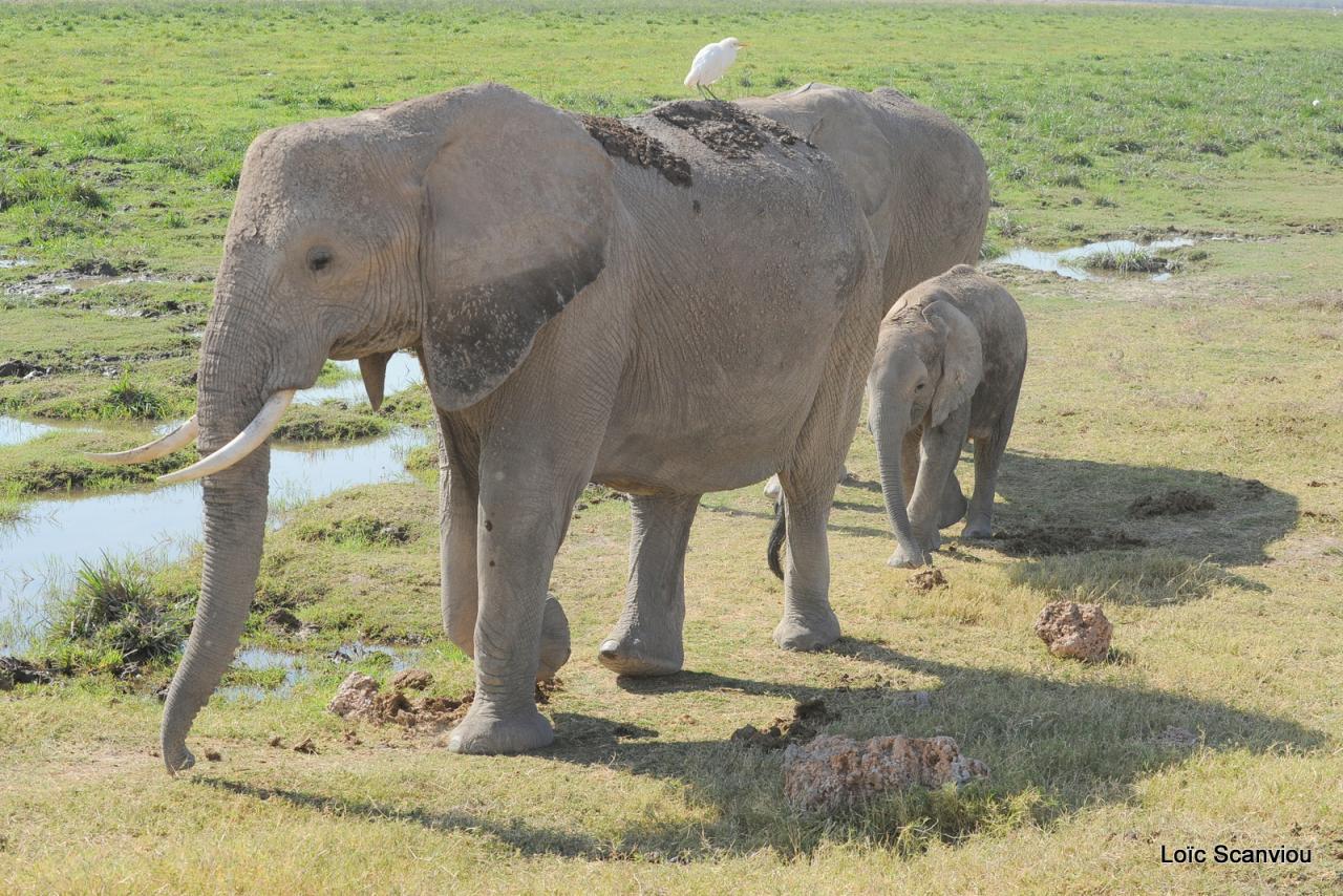 Eléphant (43)