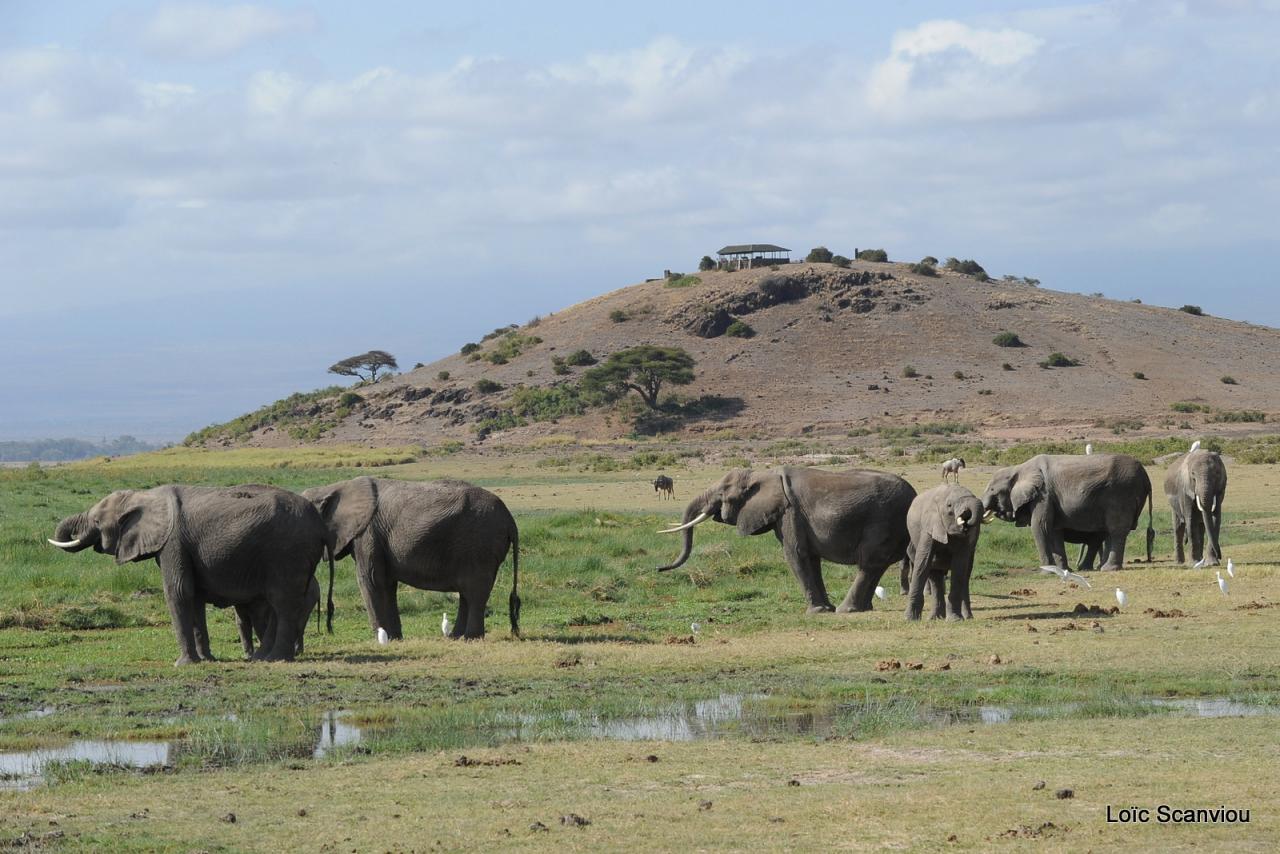 Eléphant (44)