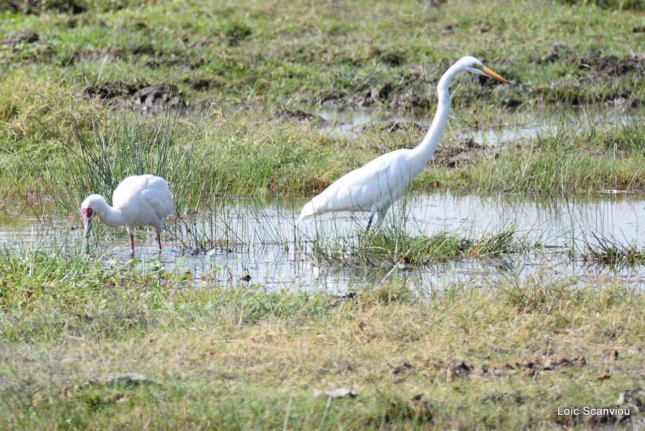 Aigrette/Egret (1)
