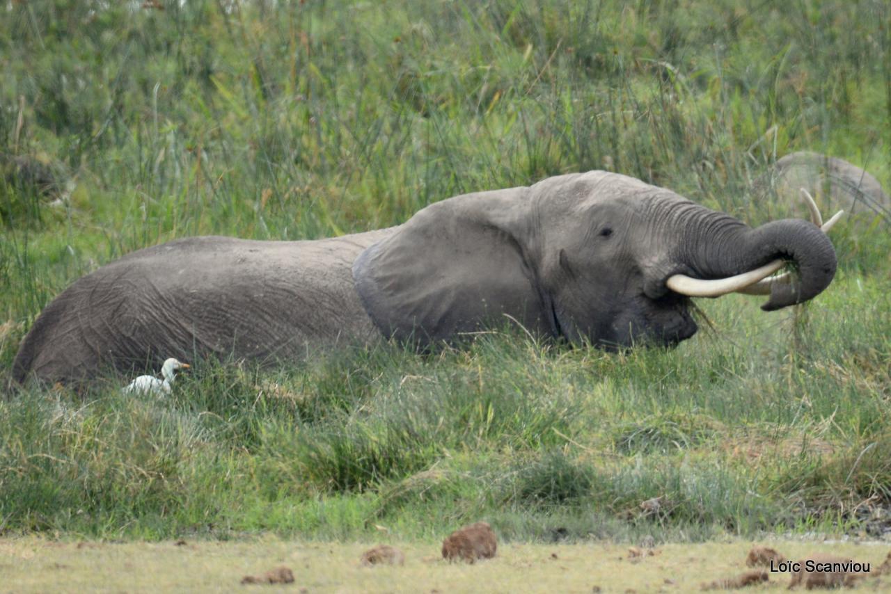 Eléphant (50)