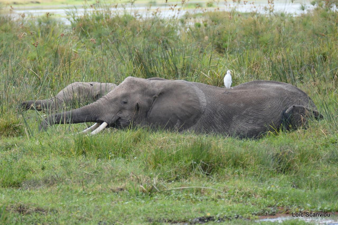 Eléphant (51)