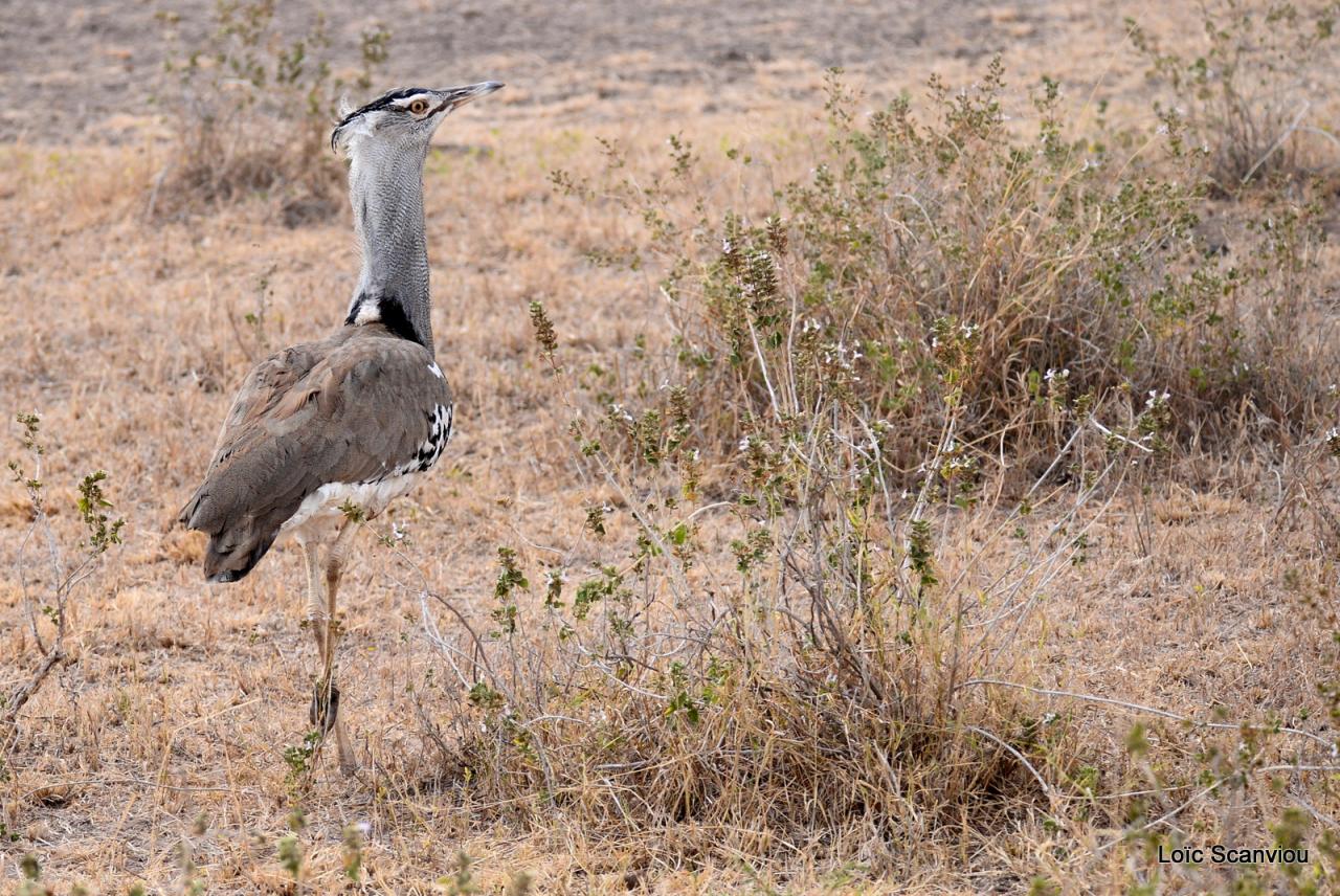 Outarde Kori/Kori Bustard (1)