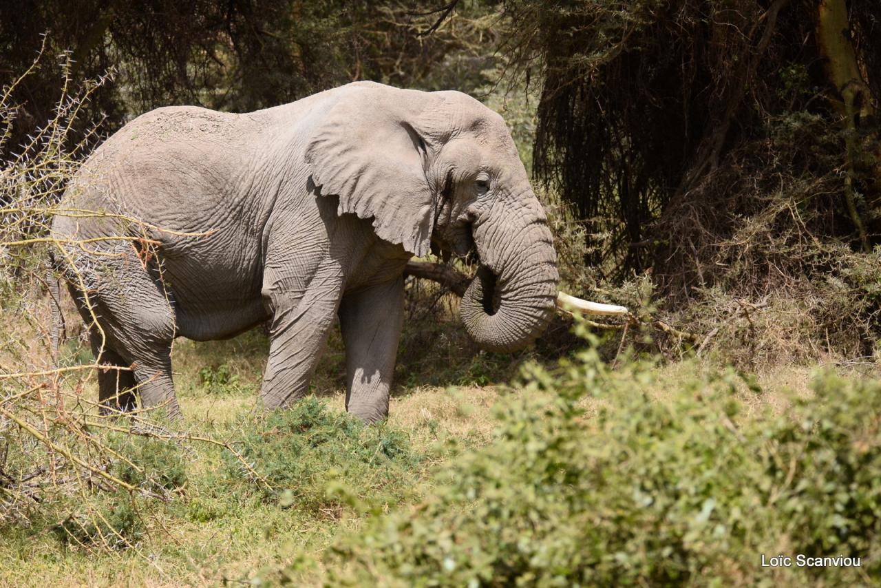 Eléphant (52)