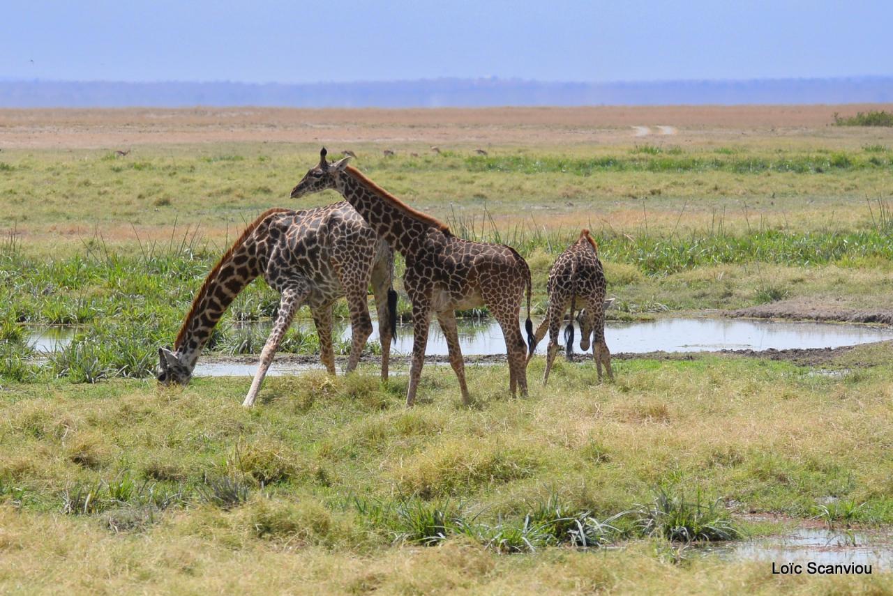 Girafe/Giraffe (2)