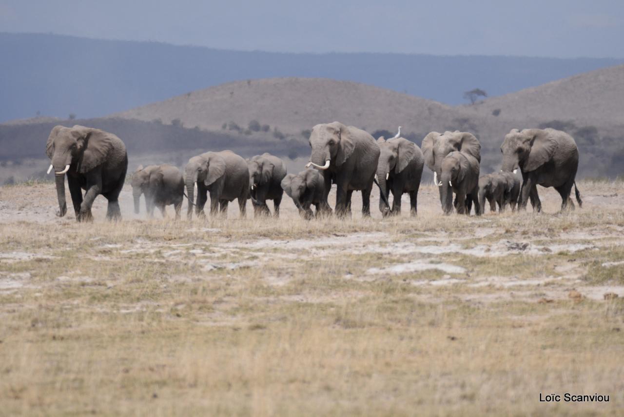 Eléphant (53)