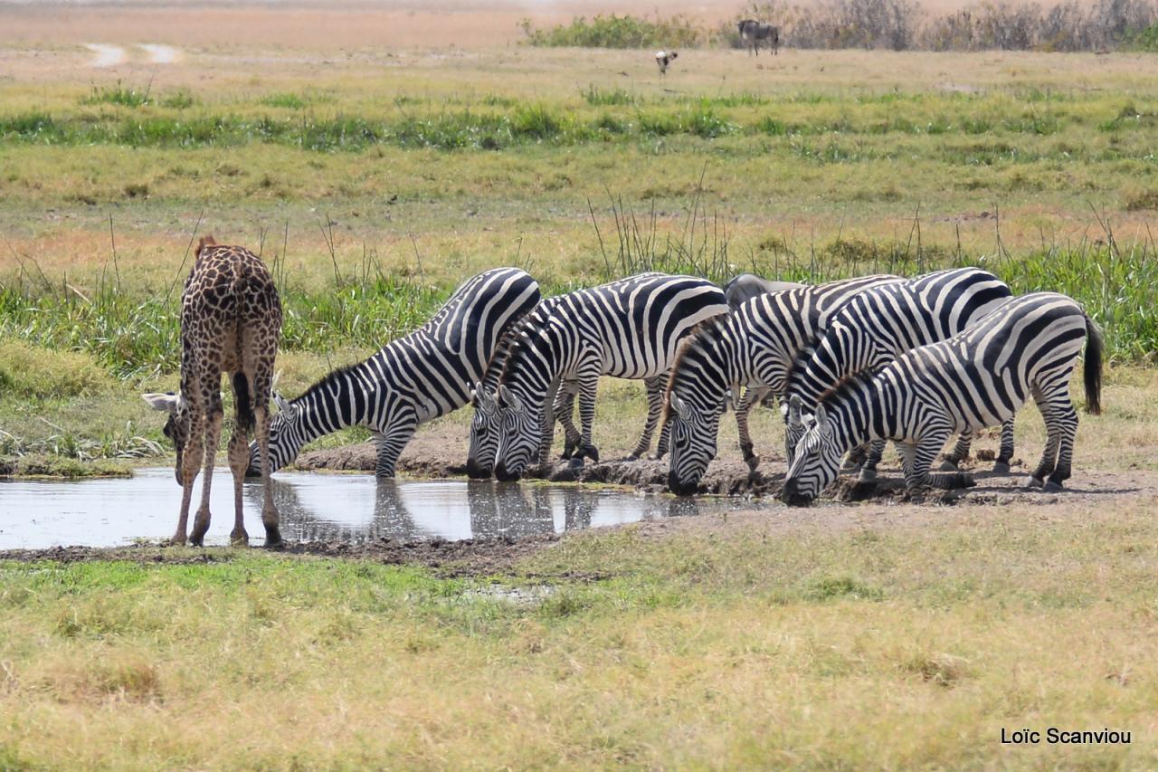 Zèbre/Zebra (21)