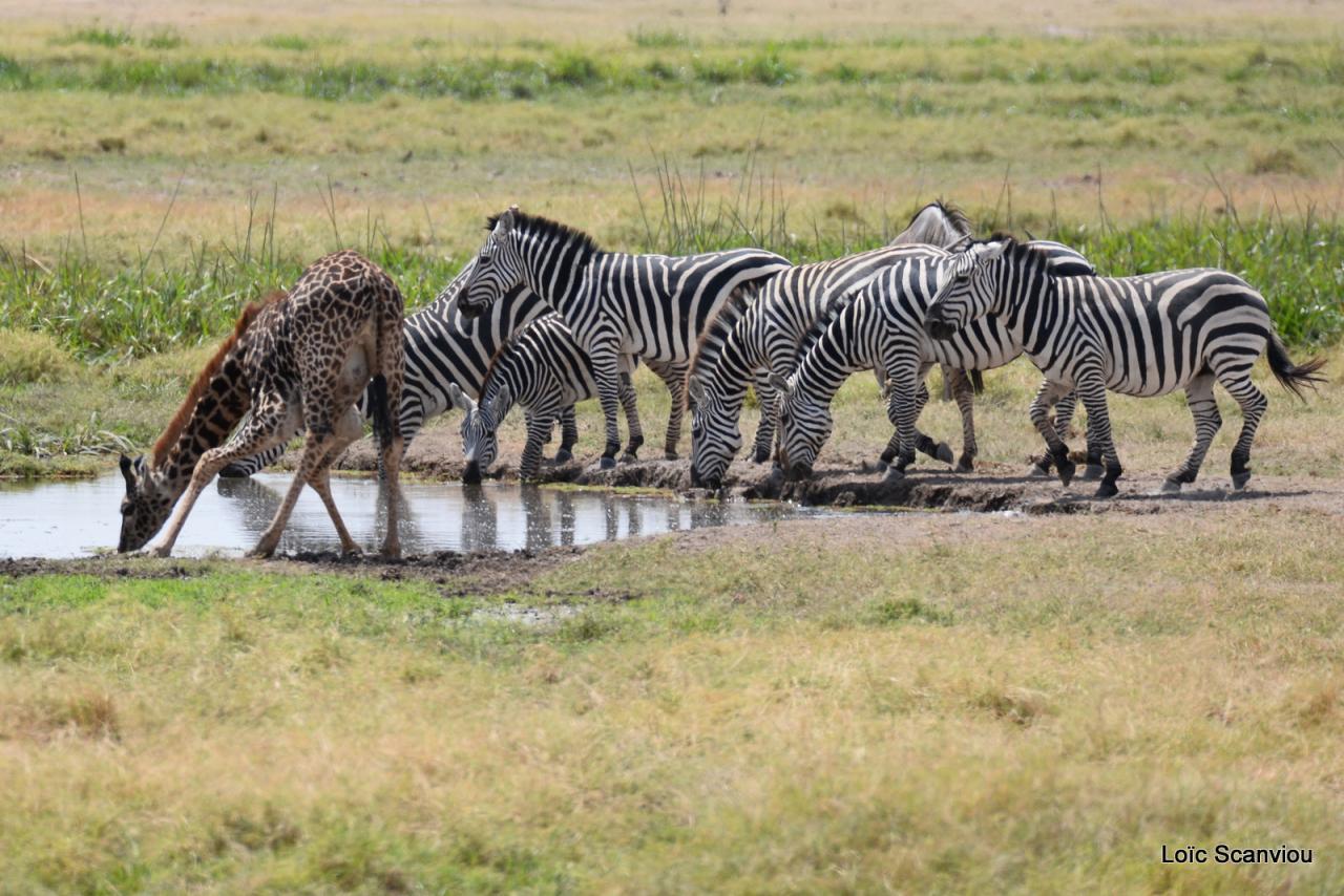 Zèbre/Zebra (22)