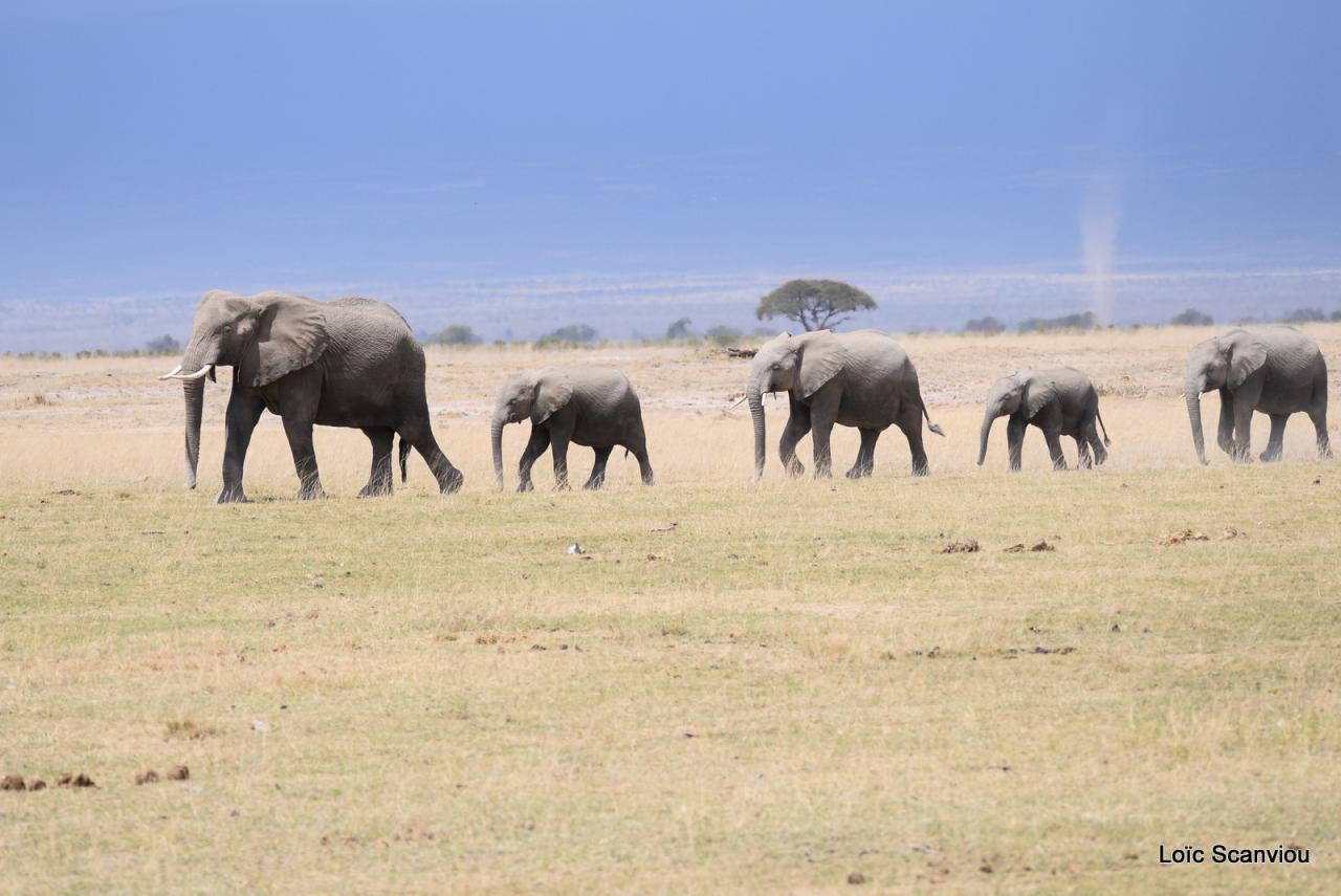 Eléphant (54)