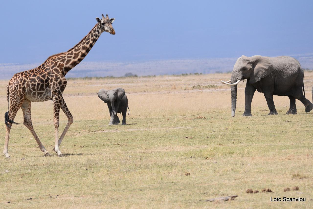 Girafe et éléphant (1)