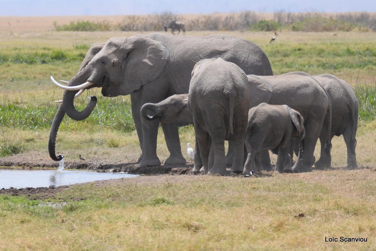 Eléphant (55)