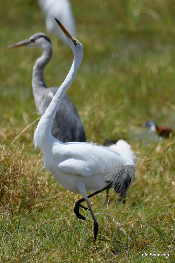 Aigrette/Egret (2)