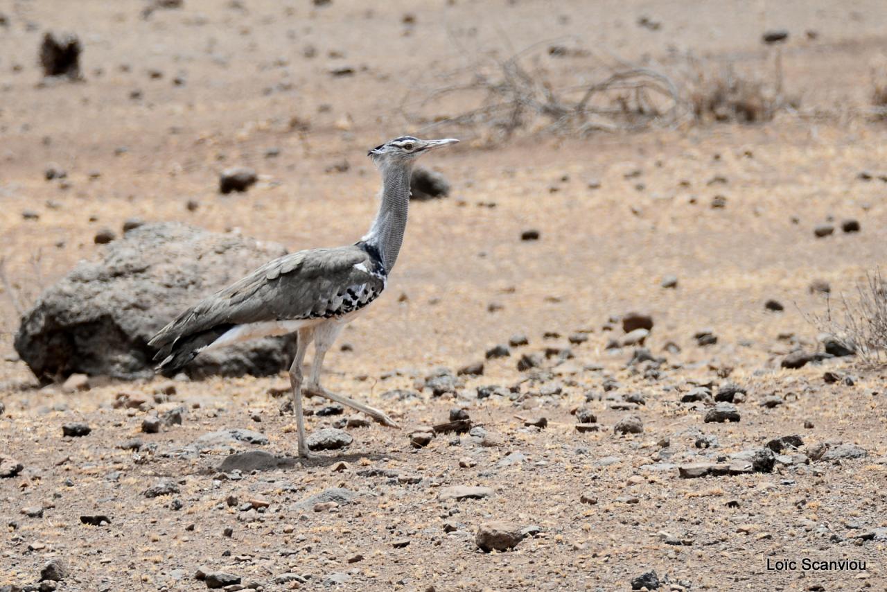 Outarde Kori/Kori Bustard (2)