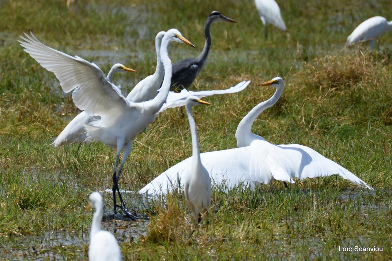 Aigrette/Egret (3)