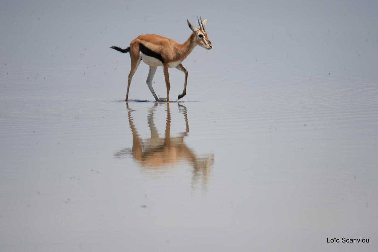 Gazelle de Thomson (6)