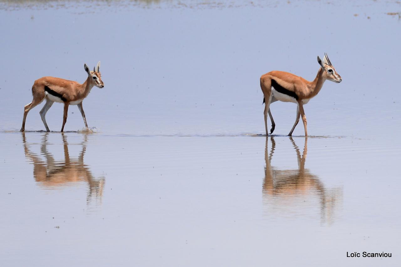 Gazelle de Thomson (7)