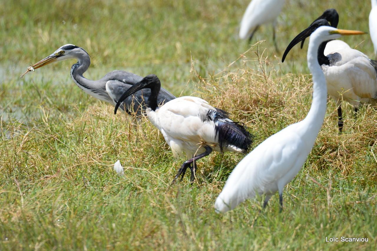 Ibis sacré et héron cendré (1)