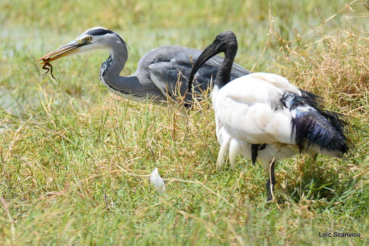 Ibis sacré et héron cendré (2)