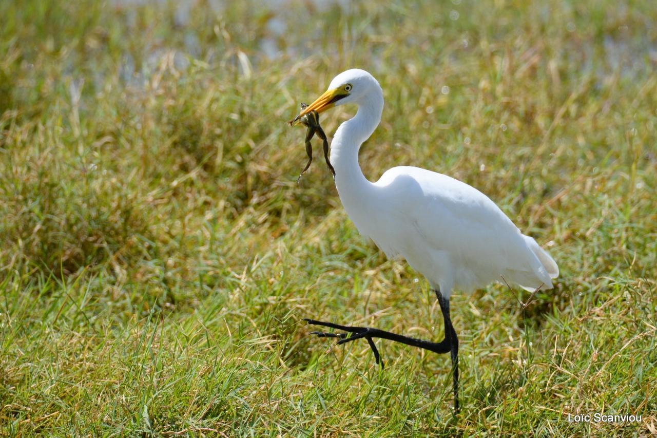 Aigrette/Egret (2)