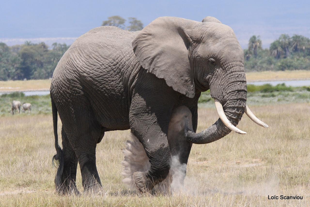 Eléphant (56)