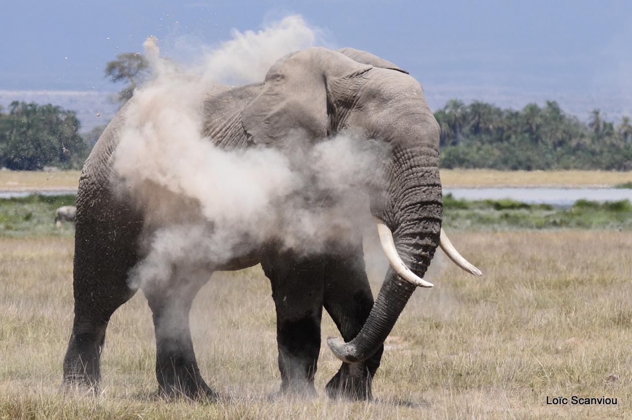 Eléphant (58)