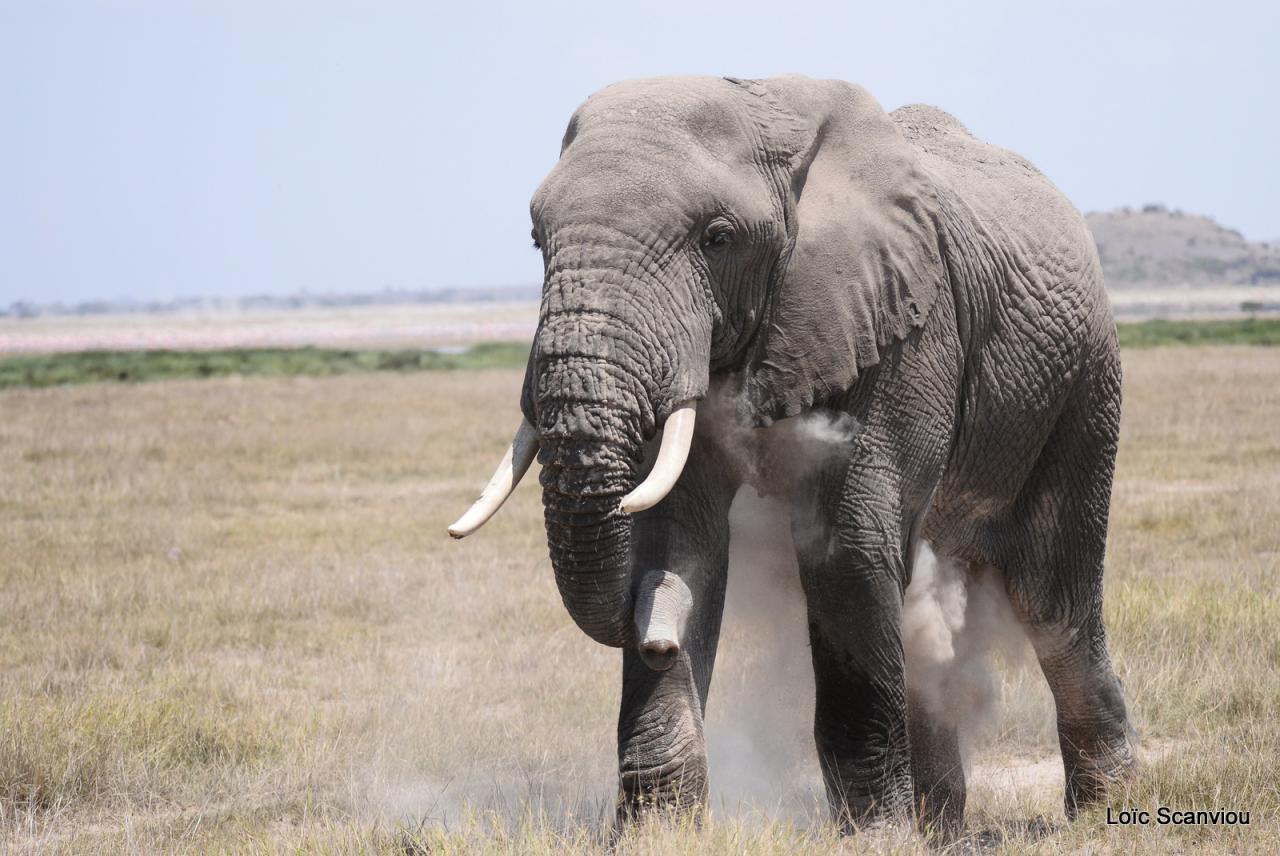 Eléphant (59)