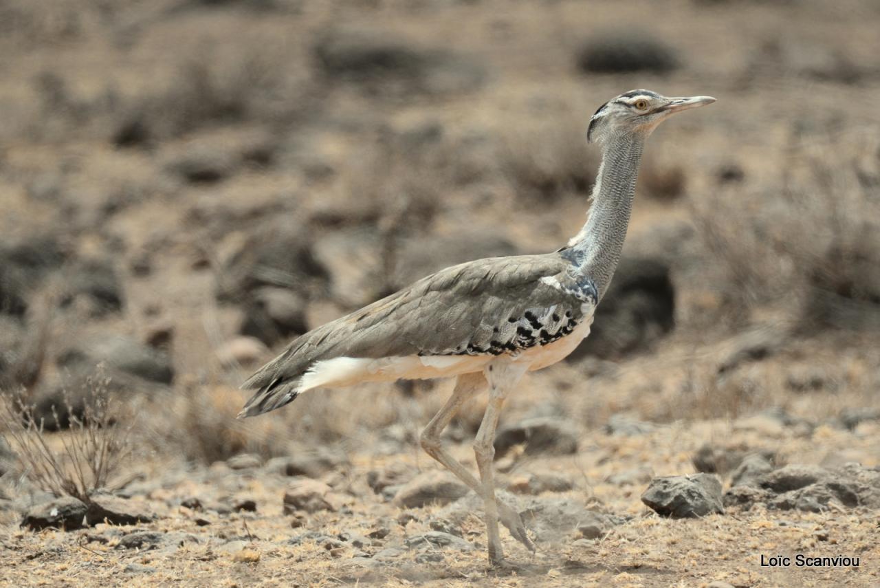 Outarde Kori/Kori Bustard (3)