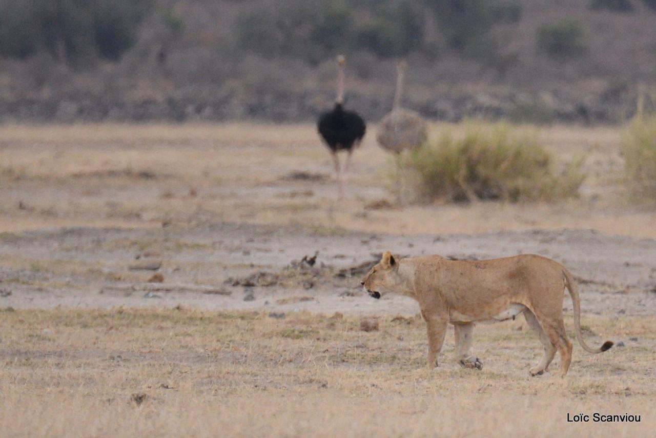 Lion (1)