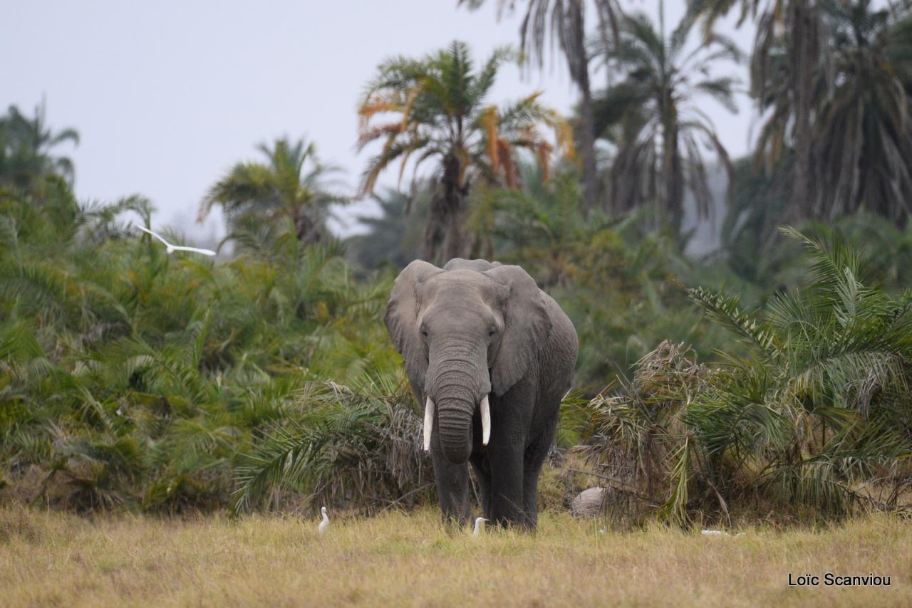 Elephant (69)