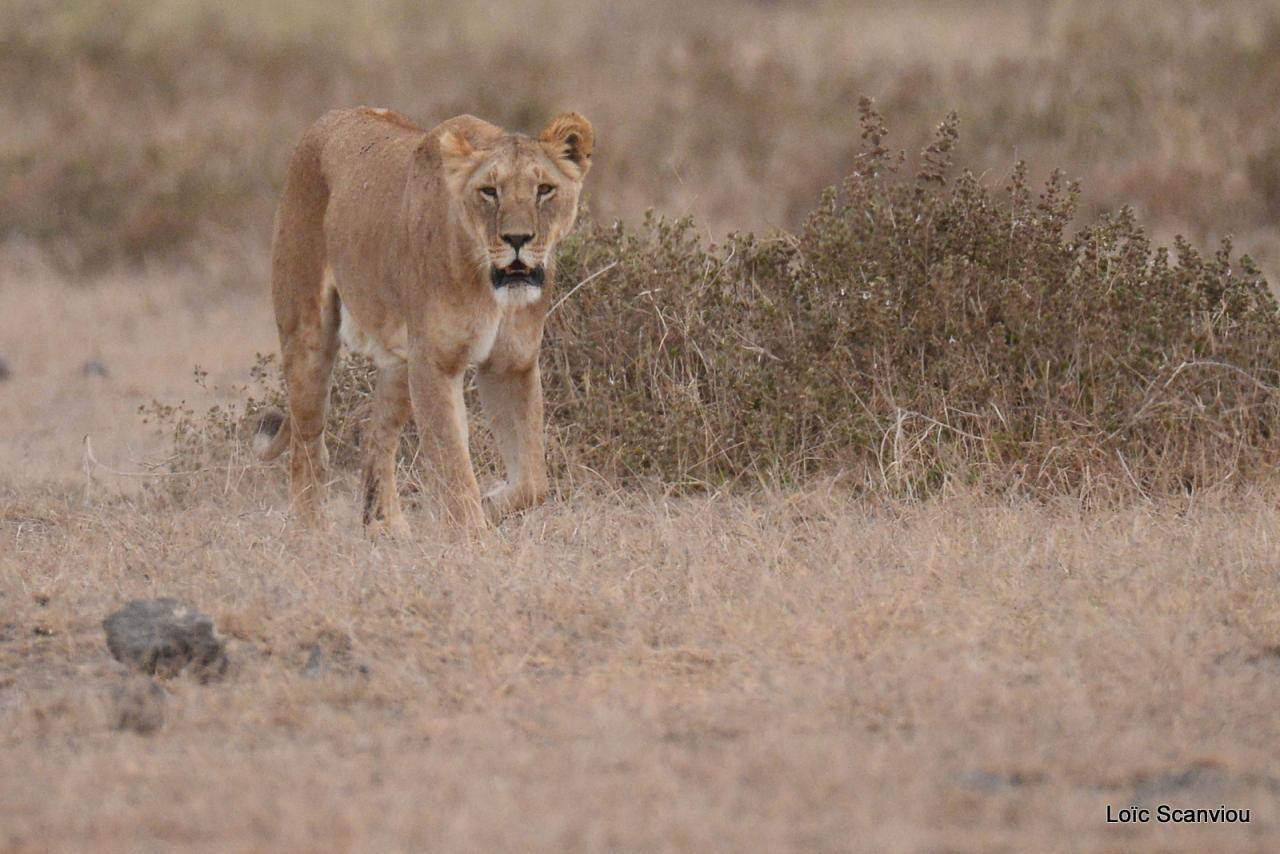 Lion (14)